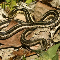 2023 Honorable Mention – “Sunning Myself,” (Common Garter Snake), LaBagh Woods, Chicago, by Dennis Marton