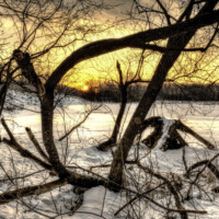 2013 Photo Contest Runner Up: Tangled trees at Busse Dam, Busse Forest near Elk Grove, Wes Iversen