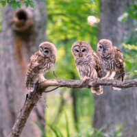 2023 Best Fauna – “Teaching the Owlets How to Fish,” (Barred Owls), Linne Woods, Morton Grove by Carlos Molano