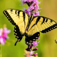 2021 Honorable mention – “Tiger Swallowtail on Blazing Star,” Wolf Road Prairie, Westchester by Fidencio Marbella