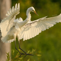 2023 Honorable Mention – “Touchdown Great Egret,” Deer Grove Forest Preserve, Palatine by Monika Lupa Bobek