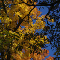 2010 Photo Contest Runner Up: Darlene Grossman, Harms Woods near Glenview