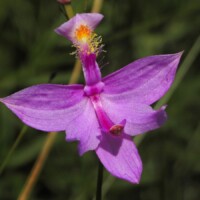 2022 Best Youth Photo – “Tuberous Grasspink,” undisclosed location, by Simon Tolzmann