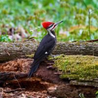 2020 Third Place Winner – “Unexpected visitor” (Pileated woodpecker), Busse Woods, Rolling Meadows by Carlos Molano