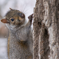 2019 Runner up – “Vogue” at Deer Grove Forest Preserve in Palatine by Michelle Puszka