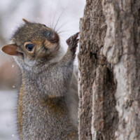 2019 Runner up – “Vogue” at Deer Grove Forest Preserve in Palatine by Michelle Puszka