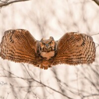 2022 Best Bird – “When Owl wants to give you a hug” (great horned owl), Potawatomi Woods in Northbrook by Monika Bobek Lupa