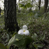 2012 Photo Contest Winner Best flora: White trillium, Thatcher Woods near River Forest, Donna Villa