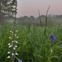 2011 Photo Contest Runner-up: White Wild Indigo and Spiderwort, Powderhorn Prairie Nature Preserve, near Chicago, Robert Callebert