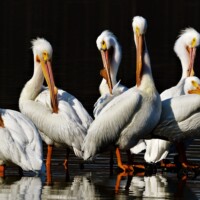 2021 First Place Winner, “White pelicans” at Little Red Schoolhouse Nature Center in Willow Springs by Mark Hanna