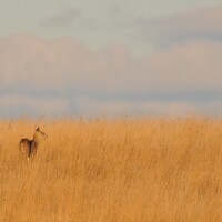 Second Place: White-tailed deer among Indian grass, Orland Grassland near Orland Park, Jeanne Muellner
