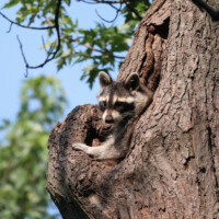 2023 Honorable Mention – “Who’s There,” (Raccoon), National Grove, North Riverside by Tammie Dullum