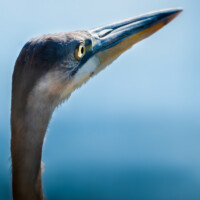 2021 Best Youth Photographer – “Window to a heron’s soul” (Great blue heron), Chicago Botanic Garden, Glenview, Jordan Kreiner