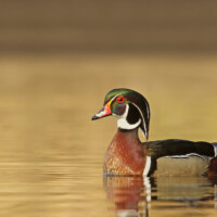 2019 First Place Winner – “Wood duck” at Cranberry Slough Nature Preserve in Willow Springs by John Blough