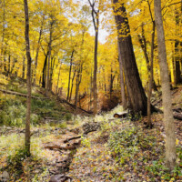 2023 Best Landscape – “Magnificent Fall,” Yellow Trail on Sag Valley Trail, Palos Park by John Slivka