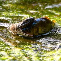 2023 Third Place Winner – “Common Water Snake Eating Goldfish,” Little Red Schoolhouse, Willow Springs by Mark Hanna