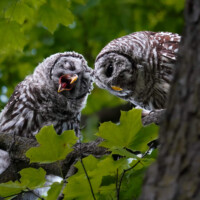 2024 Second Place Winner - “Bed Head” (Adult and Juvenile Barred Owls), Linne Woods, Morton Grove by Shea Dettling
