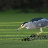 2024 Honorable Mention - “Black-Crowned Night Heron Peering into the Duckweed for Signs of Prey,” Skokie Lagoons by Chris Szafon