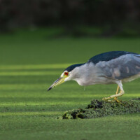 2024 Honorable Mention - “Black-Crowned Night Heron Peering into the Duckweed for Signs of Prey,” Skokie Lagoons by Chris Szafoni