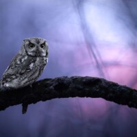 2024 Honorable Mention - “Blue Hour, great horned owl, Salt Creek Woods,” Westchester by Matt Zuro-Small