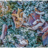 2024 Honorable Mention - “Frosty Ground Cover along the Tinley Creek Trail,” Orland Park by Bud Dyke