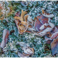 2024 Honorable Mention - “Frosty Ground Cover along the Tinley Creek Trail,” Orland Park by Bud Dyke