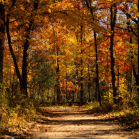 2024 Honorable Mention - “Golden Twilight Trail Fall Colors,” River Trail by Utsav Upadhyay