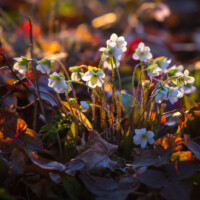 2024 Best Flora - “Hepatica,” Busse Woods, Elk Grove Village by Maria Sacha
