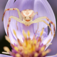 2024 First Place Winner - “Mecasphesa Asperata Northern Crab Spider,” Deer Grove East, Palatine by Edward Boe