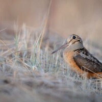 2024 Honorable Mention - “Meep Meep,” Wolf Road Prairie, Westchester by Matt Zuro-Small