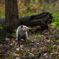 2024 Best Fauna - “Night shift,” (Opossum), National Grove-South, Riverside by William Santu