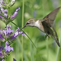 2024 Best Bird - “Ruby-throated Hummingbird on Great Blue Lobelia”, Deer Grove West by Lisa Musgrave
