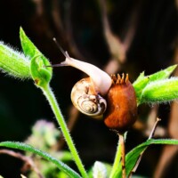 2024 Best Small Critter - “Snail at Little Red School House,” Willow Springs by Mark Hanna