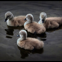 2024 Honorable Mention - “Spring Newborns,” (Waterfowl Babies), Powdern Lake by Michael Kobe