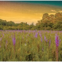 2024 Best Landscape - “Sunset Along Tinley Creek Trail,” Orland Park by Bud Dyke