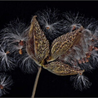 2024 Third Place Winner - “Wind Dispersal,” (Milkweed pods), Jurgensen Woods, Thornton by Michael Kobe