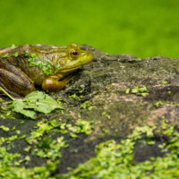 2025 Honorable Mention - Camouflaged - A frog blending in with his environment, Crabtree Nature Center by Michelle Puszka