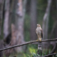 2025 Honorable Mention, Youth - Coopers Hawk, LaBagh Woods by Jordan Kreiner