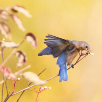 2025 Best Bird - Eastern Bluebird, Crabtree Nature Center by Edward Boe