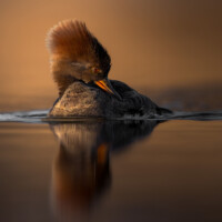 2025 1st Place - Female Hooded Merganser, Burnham Prairie Marsh by Scott Wedell