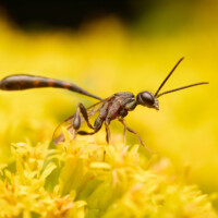 2025 Honorable Mention - Gasteruptiidae SP (Carrot Wasp), Crabtree Nature Center by Edward Boe