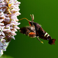 2025 Honorable Mention - Hummingbird Moth, Little Red Schoolhouse by Mark Hanna