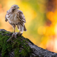 2025 2nd Place - Learning the Ropes (juvenile Red-tailed Hawk), Bemis Woods North by Matt Zuro
