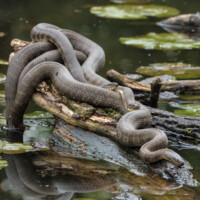 2025 3rd Place - Three's a Crowd (Northern Watersnakes), Little Red Schoolhouse by Tim Minnick