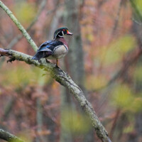 2025 Best Youth - Wood Duck, LaBagh Woods by Jordan Kreiner