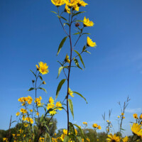 2025 Best Flora - Yellow and Blue, Crabtree Nature Center by Paula Matzek